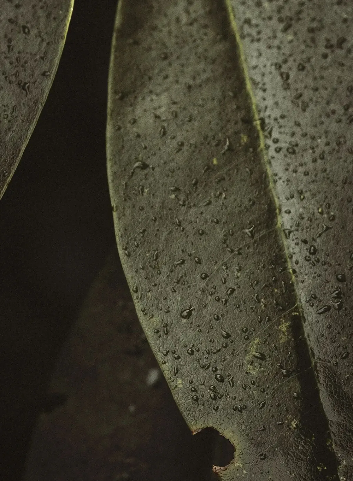 herbarium_hand_wash_refil_3.webp SUSAN BIJL Herbarium Hand Wash REFILL< Handverzorging