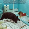 SUSAN BIJL Magazine Issue #32< Tijdschriften & Boeken